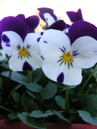 featured image - 5 Plants for Keeping Ticks Away