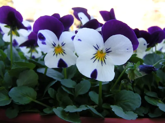 featured image - 5 Plants for Keeping Ticks Away