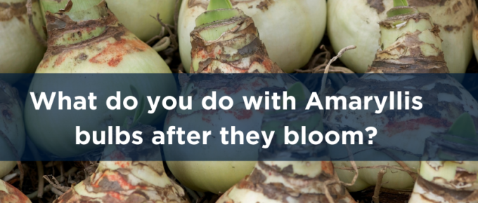 What Do You Do with Amaryllis Bulbs After They Bloom?