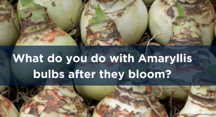 What Do You Do with Amaryllis Bulbs After They Bloom?