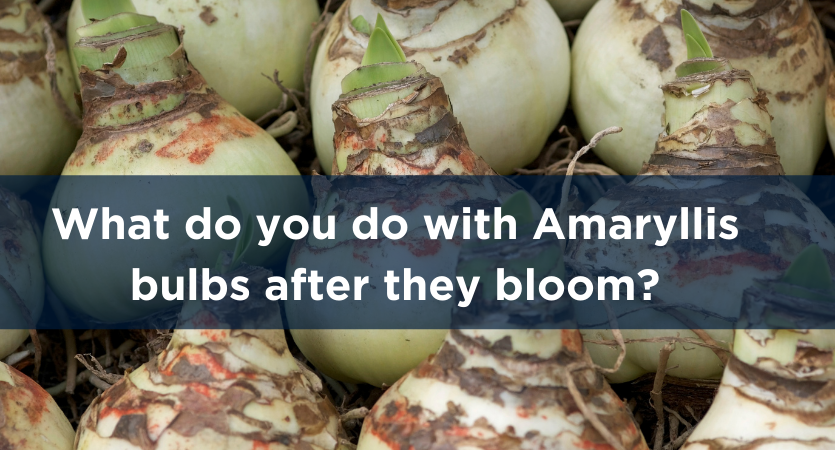 image - What Do You Do with Amaryllis Bulbs After They Bloom?