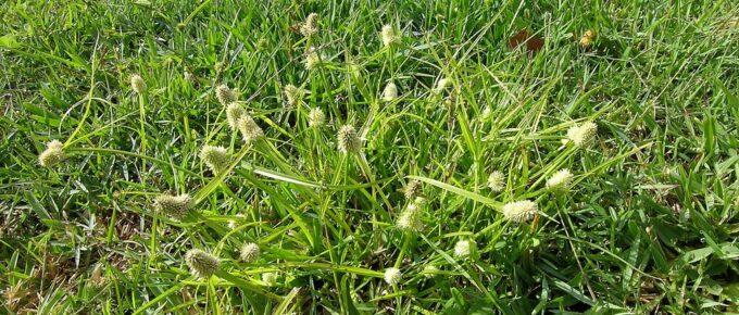 How Much Does It Cost to Get Rid of Weeds?