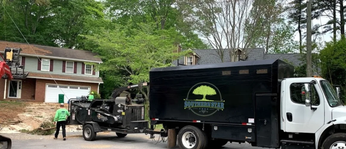 featured image - How to Improve the Aesthetic Appearance of Trees?