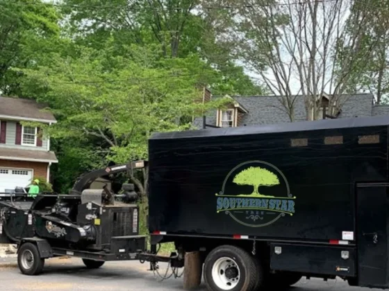 featured image - How to Improve the Aesthetic Appearance of Trees?