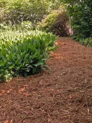 featured image - How to Spread Mulch Like a Professional?
