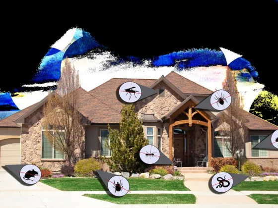 featured image - What Is the Best Pest Control Method