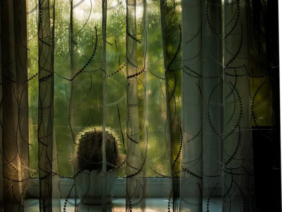 featured image - Window Treatments for Large Windows