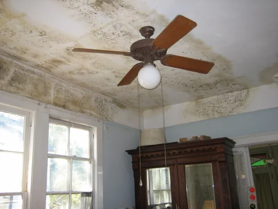 featured image - 4 Easy Ways to Prevent Mold in Your Home