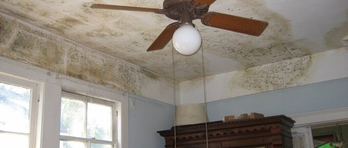 4 Easy Ways to Prevent Mold in Your Home