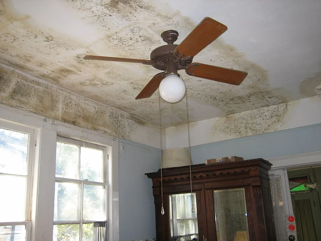 featured image - 4 Easy Ways to Prevent Mold in Your Home
