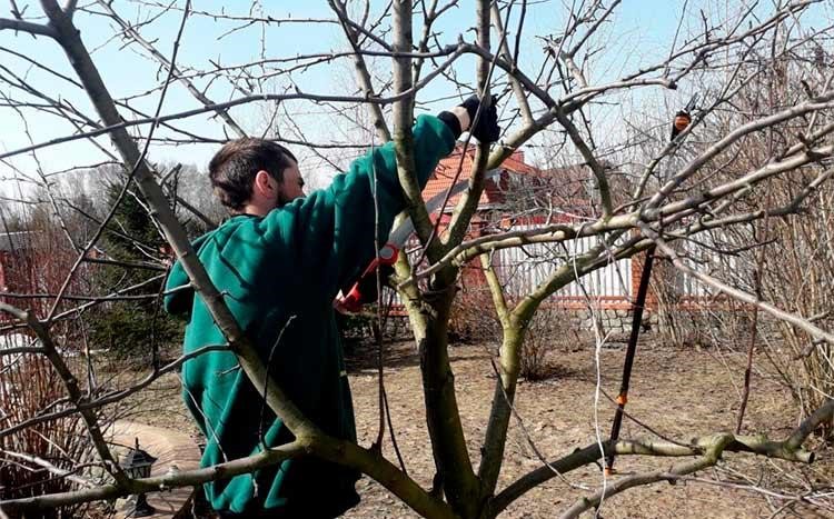 image - Can You Prune Trees in January?