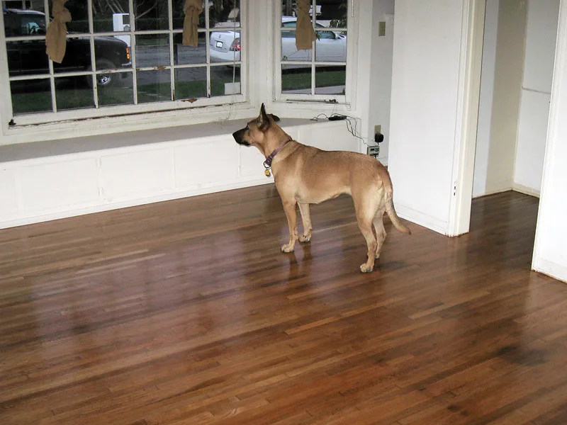 featured image - Choosing The Right Hardwood Floor- A Complete Guide