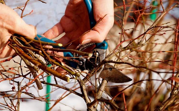 image - Can All the Trees and Shrubs Be Pruned in The Winter and Early Spring?