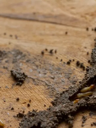 featured image - How To Choose the Right Termite Treatment for Your Home