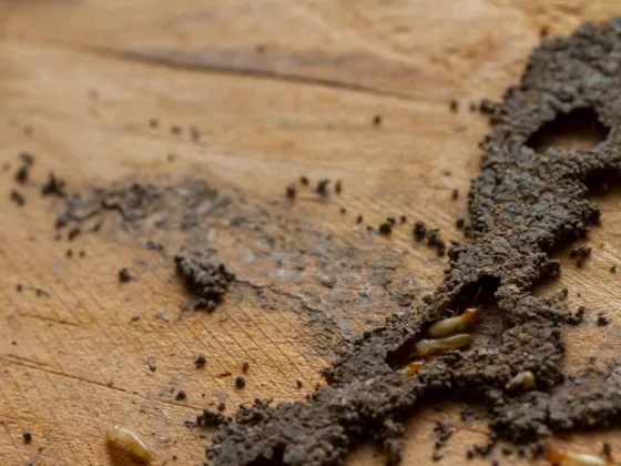 featured image - How To Choose the Right Termite Treatment for Your Home