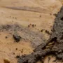 featured image - How To Choose the Right Termite Treatment for Your Home