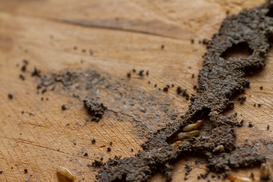 image - How To Choose the Right Termite Treatment for Your Home 
