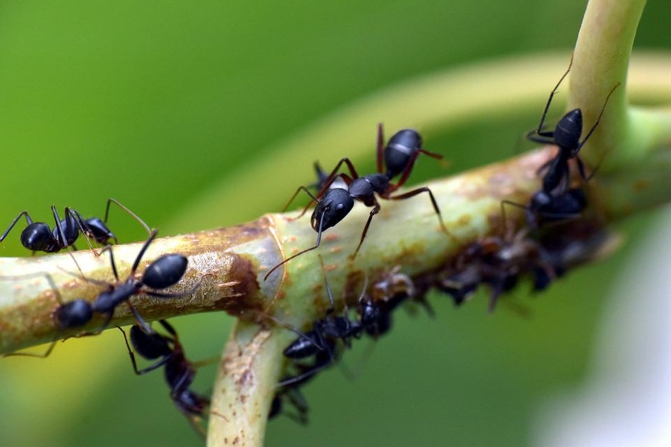How to Get Rid of Ants? image - How to Get Rid of Ants?