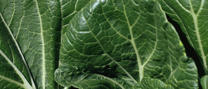 Easy DIY Garden Fruits and Veggies to Save Money with Rising Inflation