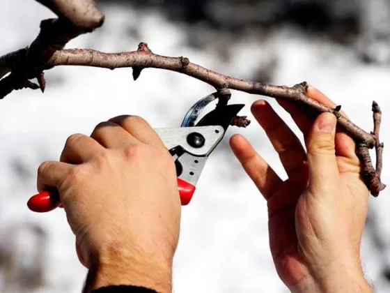 featured image - Lopping Trees in Winter: A Better Option