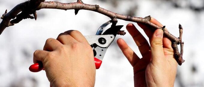 Lopping Trees in Winter: A Better Option