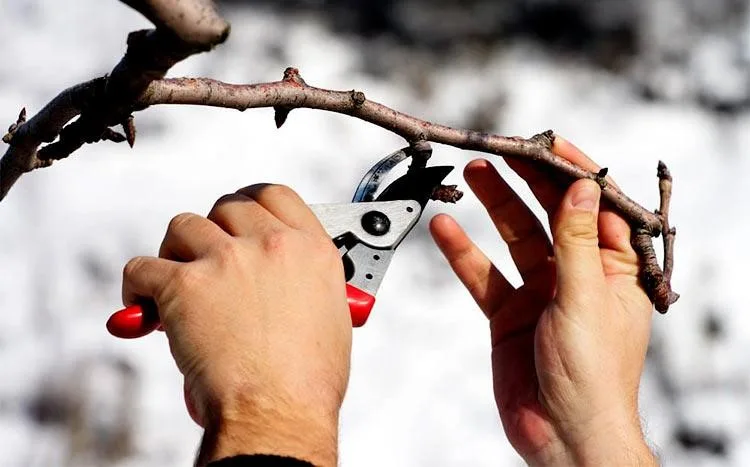 featured image - Lopping Trees in Winter: A Better Option