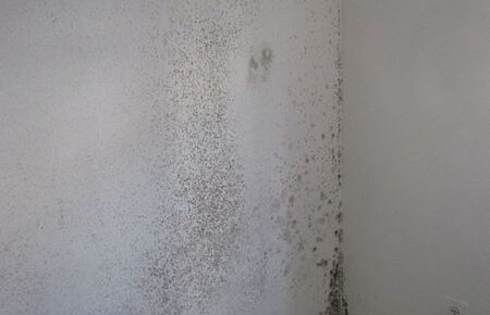 Mold in your Home’s Drywall