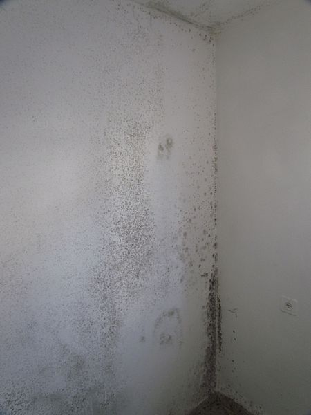 image - Mold in your Home’s Drywall