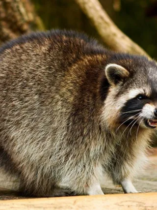 featured image - Raccoon Damage: Here's What a Homeowner Can Do to Prevent It
