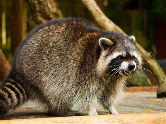 featured image - Raccoon Damage: Here's What a Homeowner Can Do to Prevent It