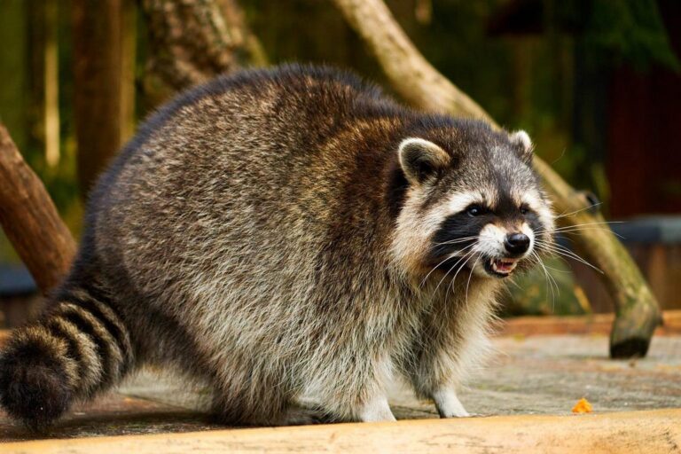 Raccoon Damage: Here's What a Homeowner Can Do to Prevent It