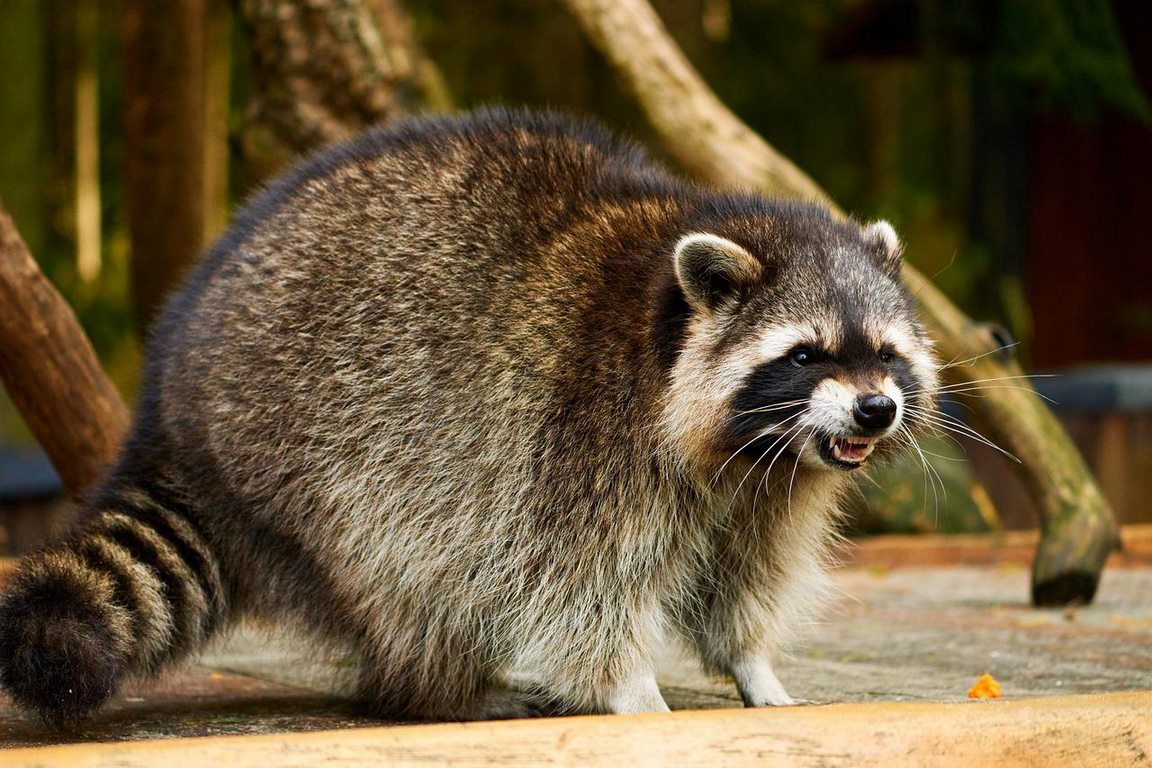 Raccoon Damage: Here's What a Homeowner Can Do to Prevent It image - Raccoon Damage: Here's What a Homeowner Can Do to Prevent It