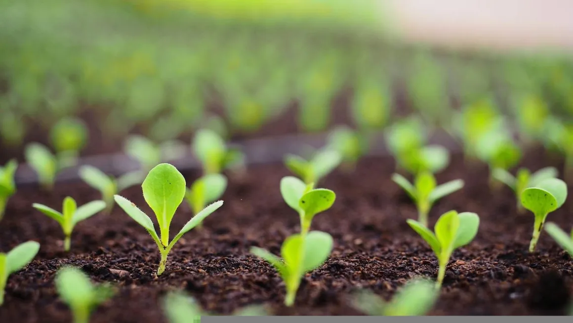 featured image - The Eight Ways to Test the Viability of Garden Soil