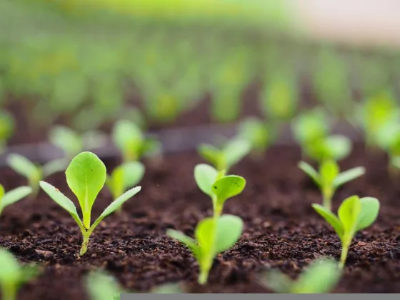 featured image - The Eight Ways to Test the Viability of Garden Soil