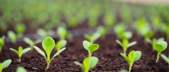 The Eight Ways to Test the Viability of Garden Soil