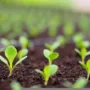 featured image - The Eight Ways to Test the Viability of Garden Soil