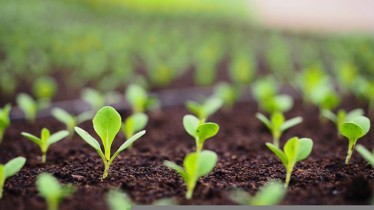 The Eight Ways to Test the Viability of Garden Soil image - The Eight Ways to Test the Viability of Garden Soil