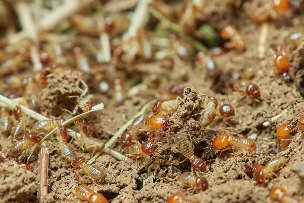 Featured image - What is the Most Effective Treatment for Termites