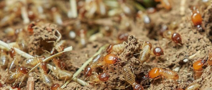 What is the Most Effective Treatment for Termites?