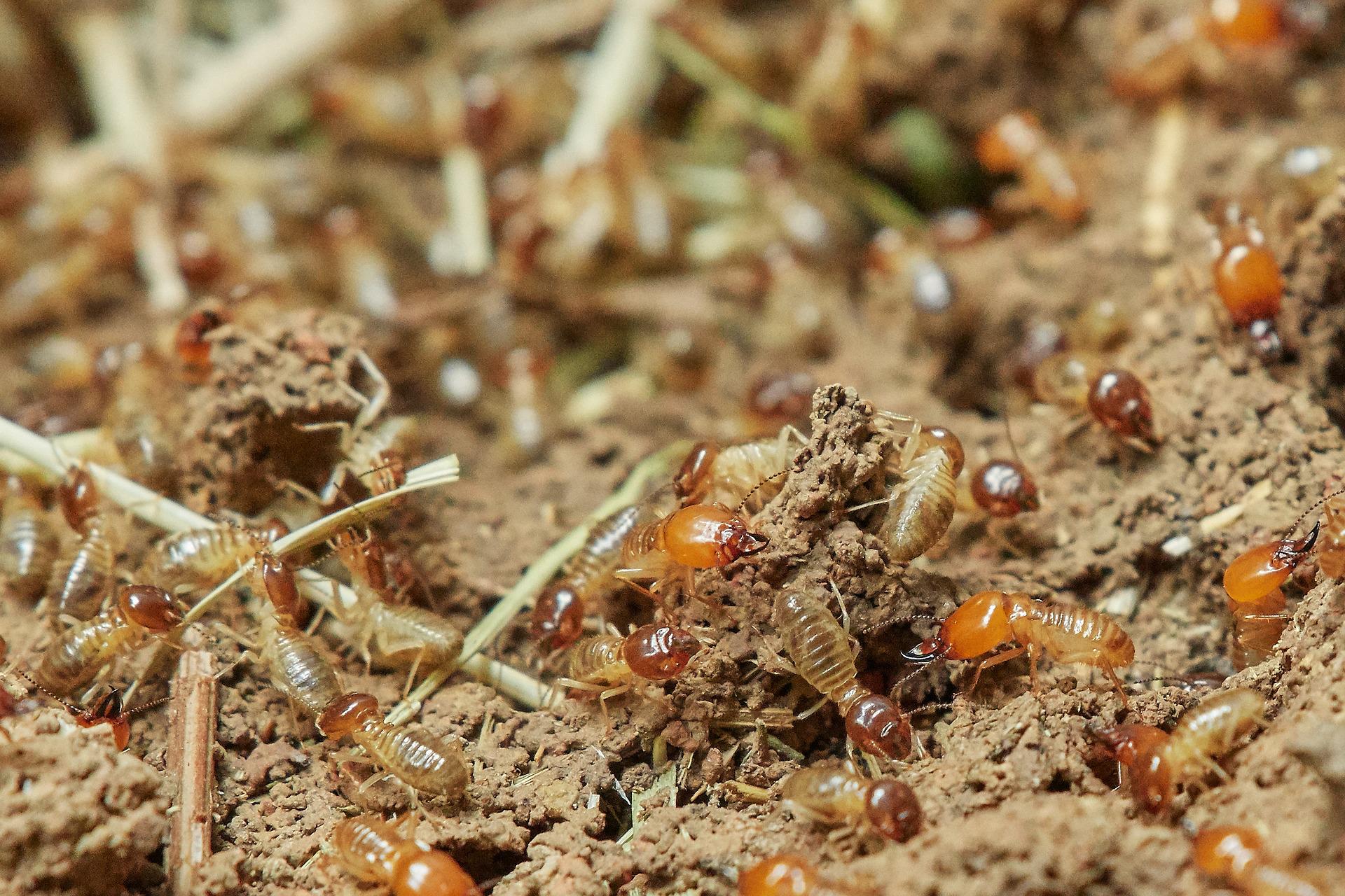 image - What is the Most Effective Treatment for Termites