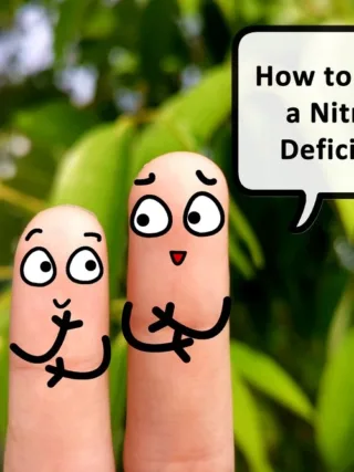 featured image - Nutrient Deficiency in Plants. How To Identify and Correct It