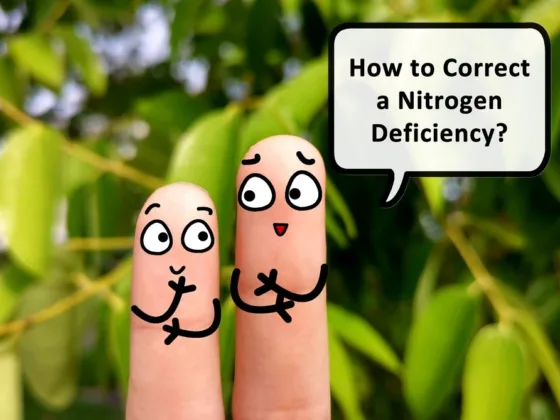 featured image - Nutrient Deficiency in Plants. How To Identify and Correct It