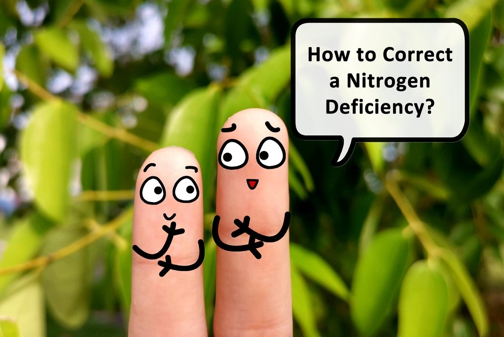 Nutrient Deficiency in Plants. How To Identify and Correct It image - Nutrient Deficiency in Plants. How To Identify and Correct It