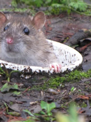 featured image - Rodent Proof Your Home in 4 Simple Steps