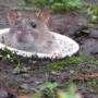 featured image - Rodent Proof Your Home in 4 Simple Steps