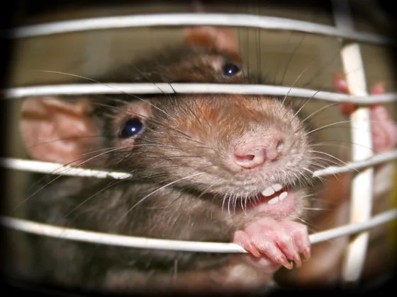 featured image - Seasonal Pests Problems According to the Pest Calendar in the suburbs