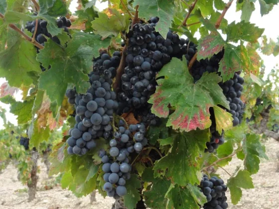 featured image - What Kind of Soil Do Pothos Like