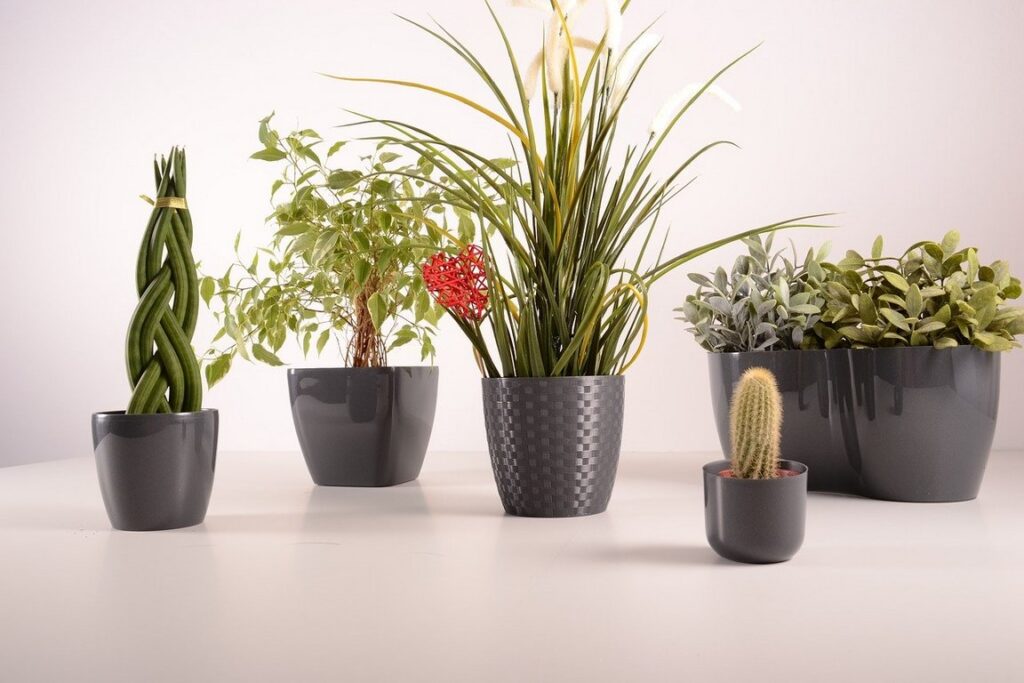 Why you Should Purchase Plants Online