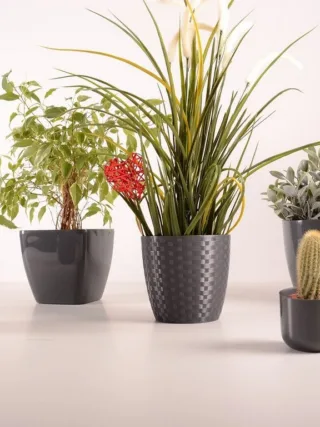 featured image - Why you Should Purchase Plants Online