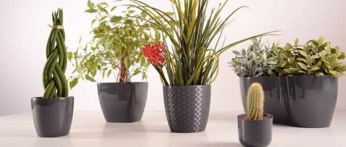 Why you Should Purchase Plants Online